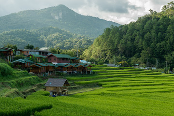 Rice field