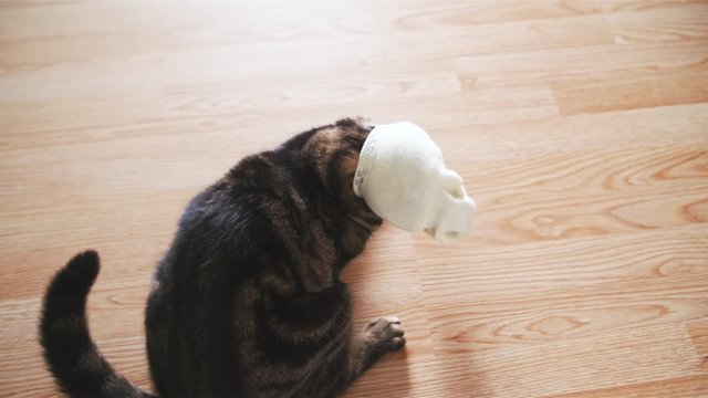 Funny cat try to get off the sock on head in slow motion 4K