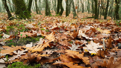 mushroom leaves autumn, oak tree, forest fog