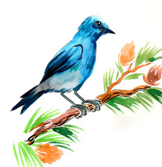 Blue bird on a pine tree