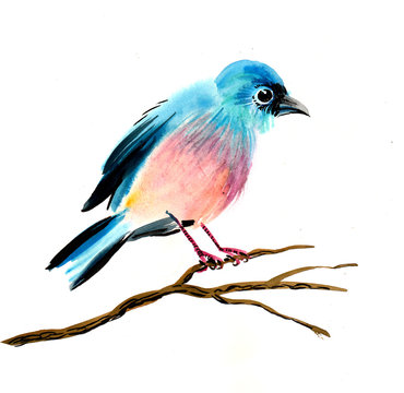 Bird on a branch. Watercolor sketch