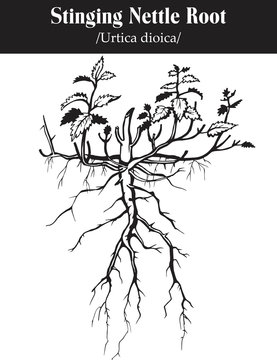 Vector image of stinging nettle root. Black and white drawing .Urtica dioica.