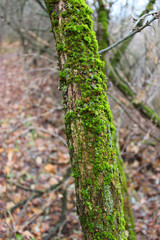 A tree covered with moss