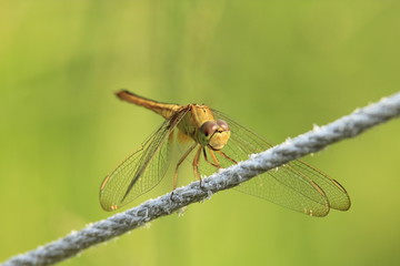 Dragonfly caught on a rope