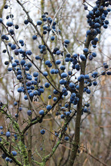 A lot of blue berries late autumn