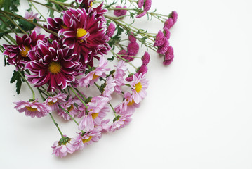 Obraz premium Pink Chrysanthemum Flower Isolated on White Background. Flower Bouquet in the corner with copy space