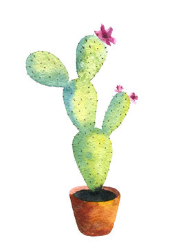 watercolor drawing cactus