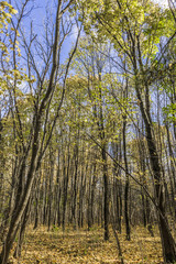 Sunny day in autumn forest
