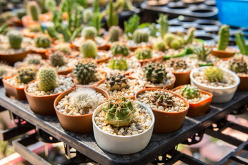 Cactus, Wood - Material, Box - Container, Plant, Flower