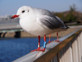 Seagulls standing on the fence of the river of Chiba, Japan  