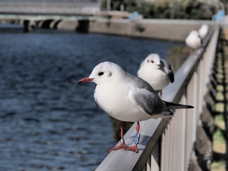 Seagulls standing on the fence of the river of Chiba, Japan  