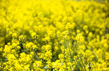 Closeup of beautiful garden flowers field a little flowers background