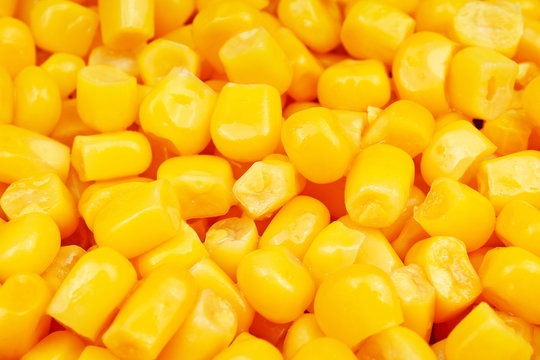 Corn texture. Yellow corns as background. Corn vegetable pattern. Background of bulk of yellow corn grains. Shiny corns.