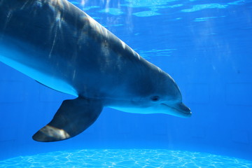 The dolphin in the blue water