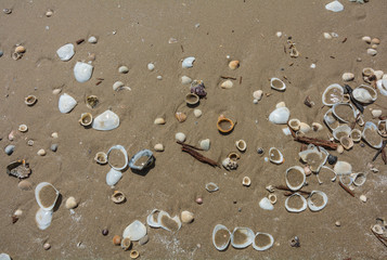    Sea shell and driftwood on the sand,Chanthaburi, Thailand.