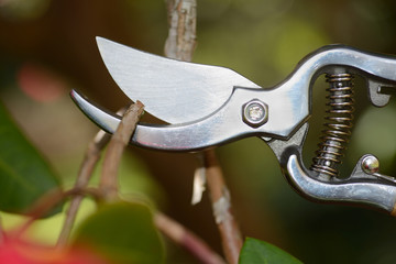 secateurs at work