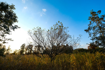 Obraz premium 自然