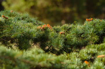 Cones on branches of coniferous tree