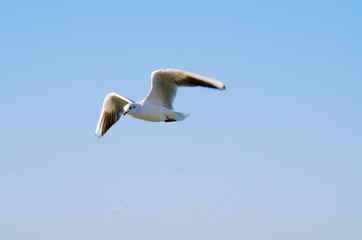 Fototapeta na wymiar A lone gull in the sky