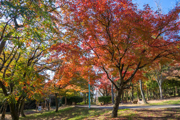 Naklejka premium 紅葉 香川県高松市峰山公園