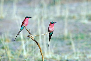 Pair of Carmine Bee eaters perched on a very small tree with a natural background in south luangwa