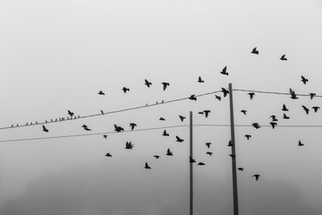 Birds flying near power lines in the fog
