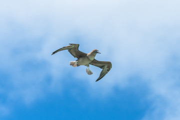 Brown booby, Sula leucogaster, exotic bird flying and landing in french Polynesia 
