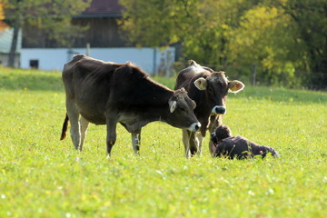 Neugierige K&auml;lber schauen auf den Fotografen