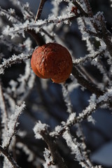 Alter Apfel in einem von Reif &uuml;berzogenen Busch