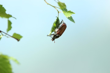 Maik&auml;fer h&auml;ngt kopf&uuml;ber an einem Blatt