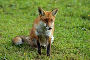 Junger Fuchs sitzt in der Wiese