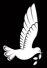 Naklejka premium Pigeon or dove, white bird