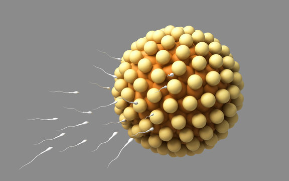 3d rendered blastocyst isolated on a dark background
