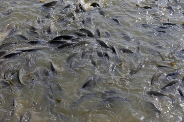 Many of the fish pond