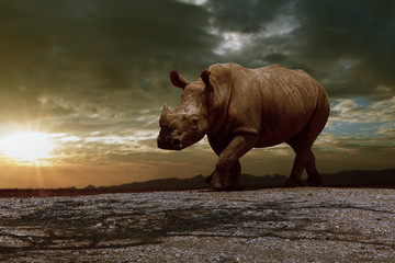 Naklejka premium african rhinos walking on dirt field against beautiful sun set sky
