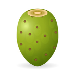 Vector illustration of prickly pear isolated on white background