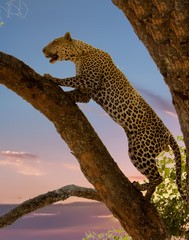 Leopard climbing a tree with a sunrise background in south luangwa
