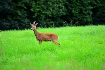 Young deer out of the forest