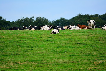 Fototapeta na wymiar Cow herd on the meadow.