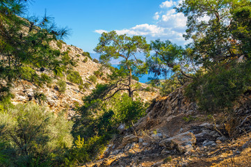 Fototapeta na wymiar Forest of Akamas peninsula, Cyprus