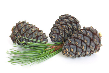 Siberian pine branch with cones