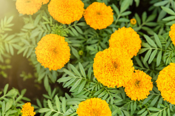 A Background of Yellow Marigold flower in the garden.Thailand.