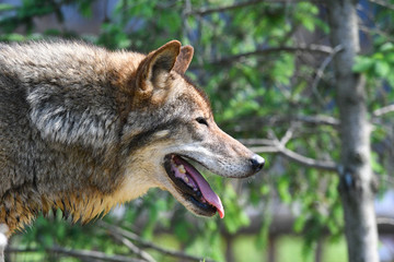 Canis lupus ( 1 ).