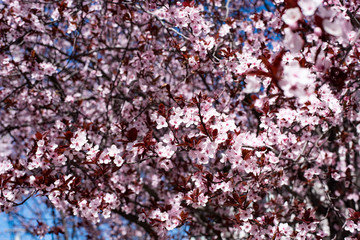 Sakura tree