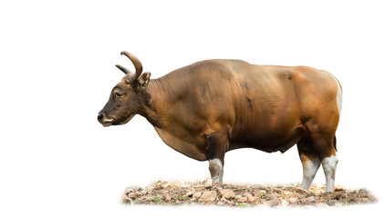 Banteng also known as Tembadau, is a species of wild cattle found in Southeast Asia.
