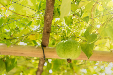 Green round gourd hanging in vegetables farm.Thailand.