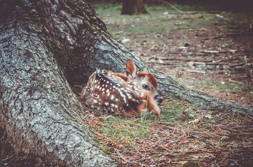Sika fawn deer in Nara Park forest, Japan