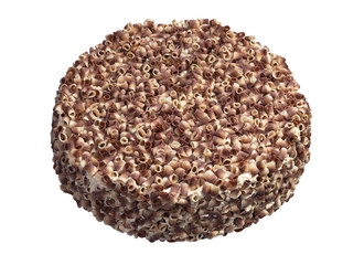 Cake with chocolate chips