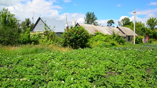 Potato field in front of rural house in Russia