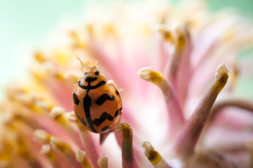 ladybug on a flower